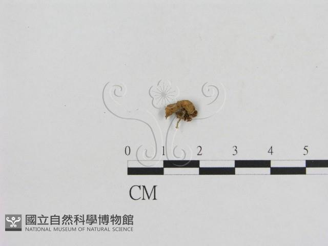 小菇屬藏品圖，第1張