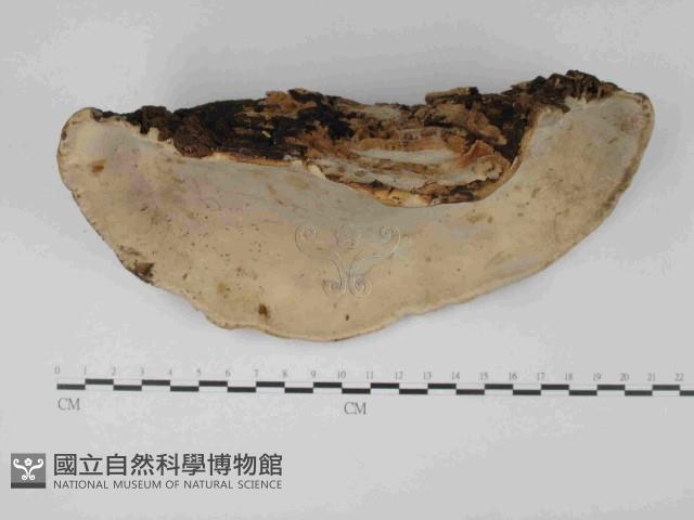 松生擬層孔菌藏品圖，第1張