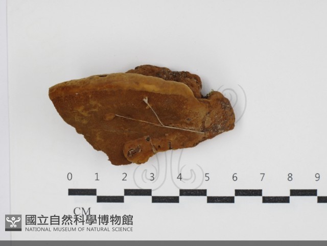 登錄號:F0034075藏品圖，第1張