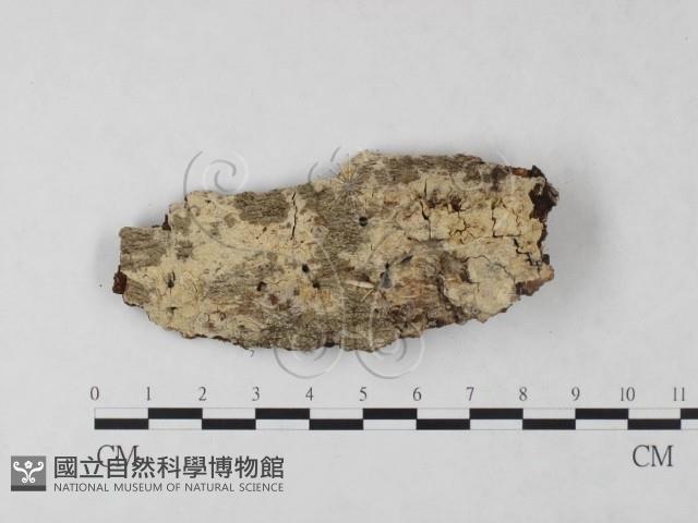 絲齒菌屬藏品圖，第1張