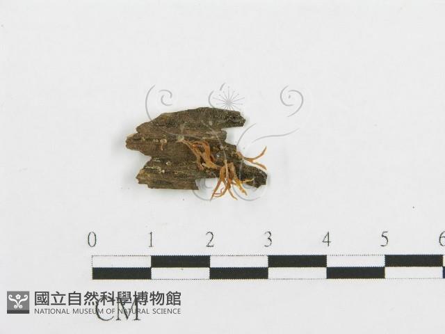 登錄號:F0002075藏品圖，第1張