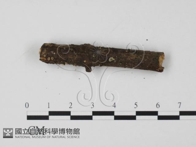 登錄號:F0012075藏品圖，第1張