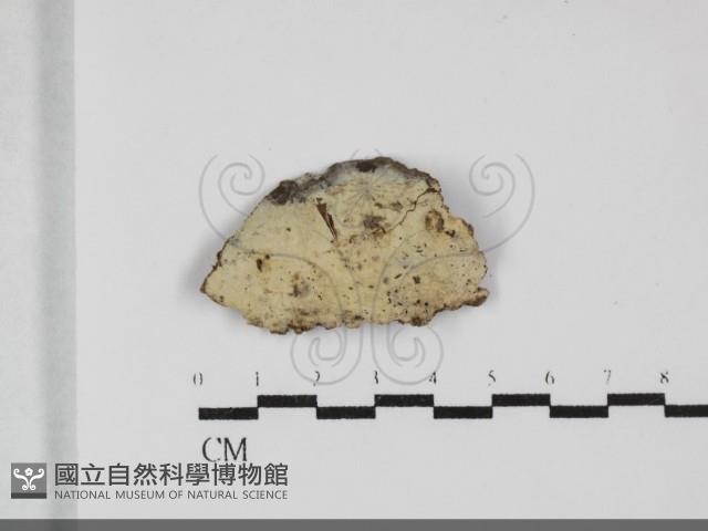 剛毛絲皮菌藏品圖，第1張