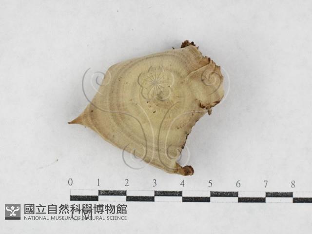 登錄號:F0027075藏品圖，第1張