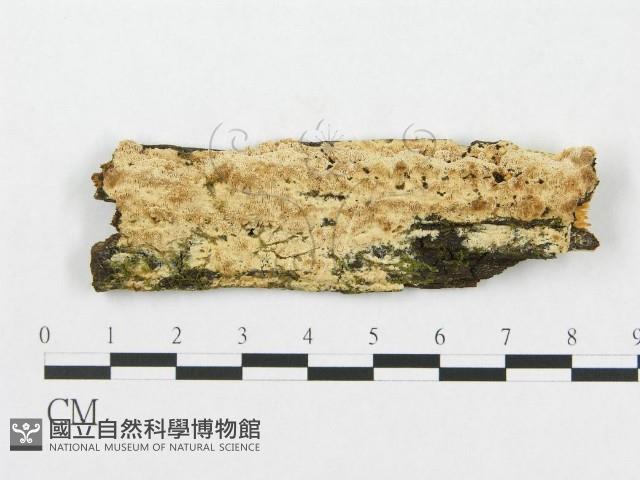 登錄號:F0007075藏品圖，第1張