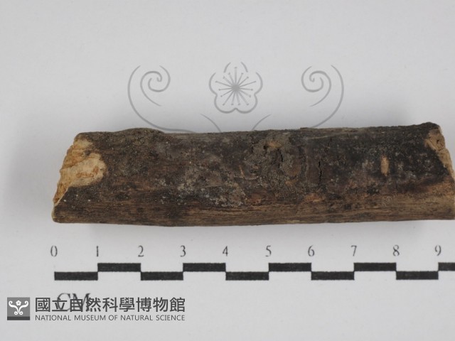 登錄號:F0025075藏品圖，第3張