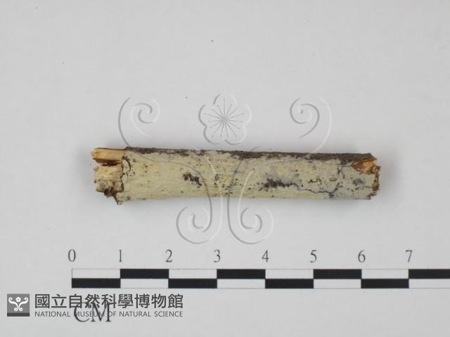 冇骨消絲齒菌藏品圖，第1張