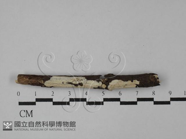 登錄號:F0029075藏品圖，第1張