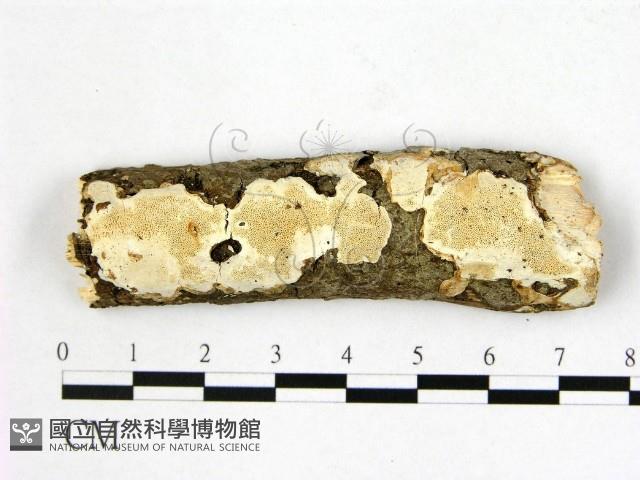 登錄號:F0009075藏品圖，第1張