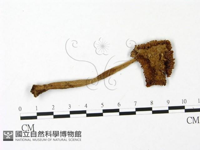 鵝膏屬藏品圖，第1張