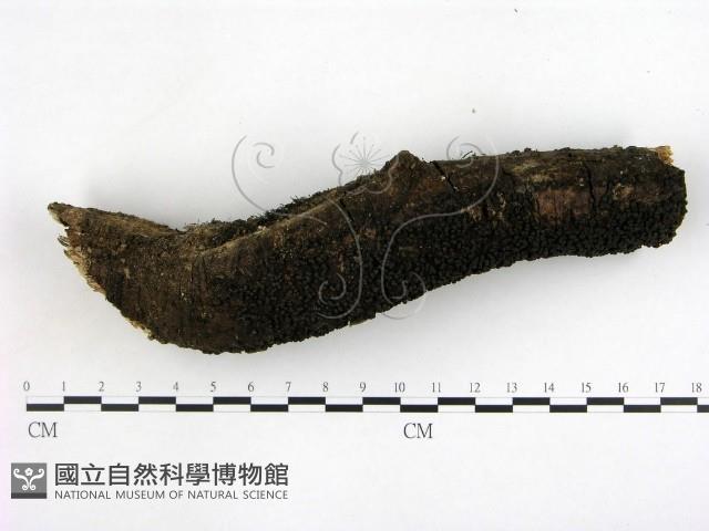 登錄號:F0003075藏品圖，第1張