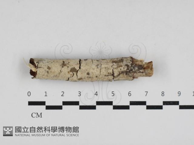 登錄號:F0033075藏品圖，第1張