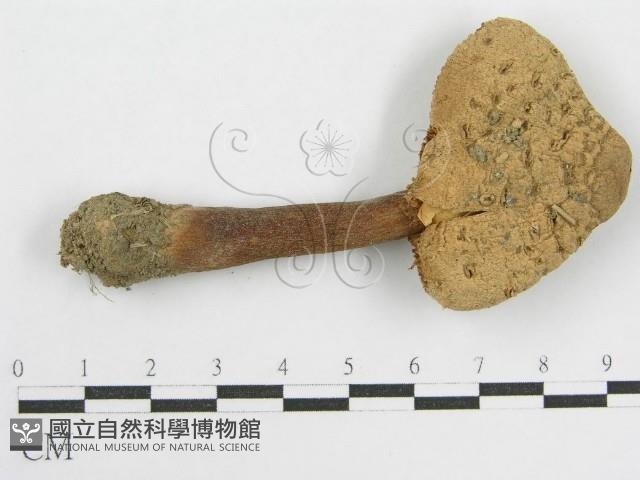 登錄號:F0008375藏品圖，第1張