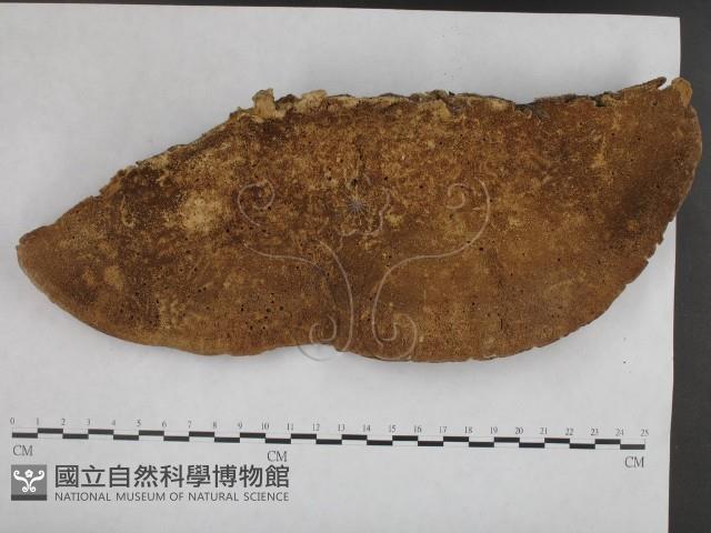 登錄號:F0020375藏品圖，第1張