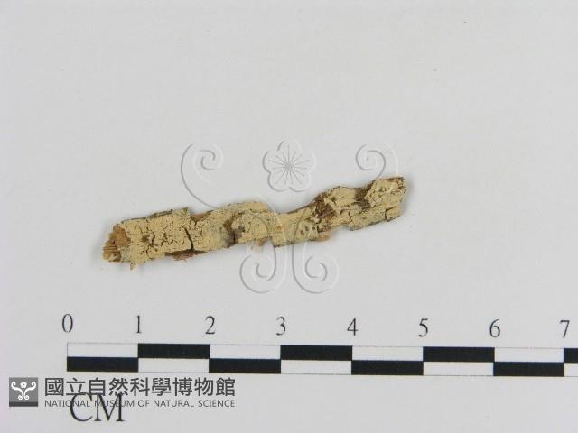 登錄號:F0000375藏品圖，第1張