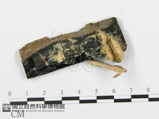 登錄號:F0006375藏品圖，第1張