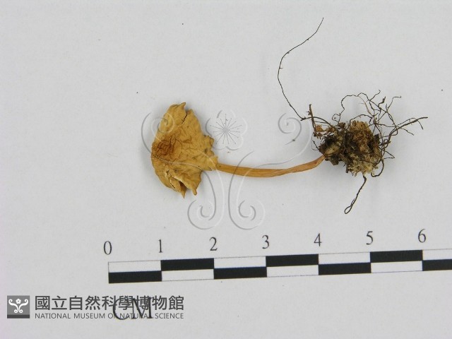 小菇屬藏品圖，第1張