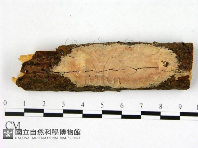 登錄號:F0001375藏品圖，第1張