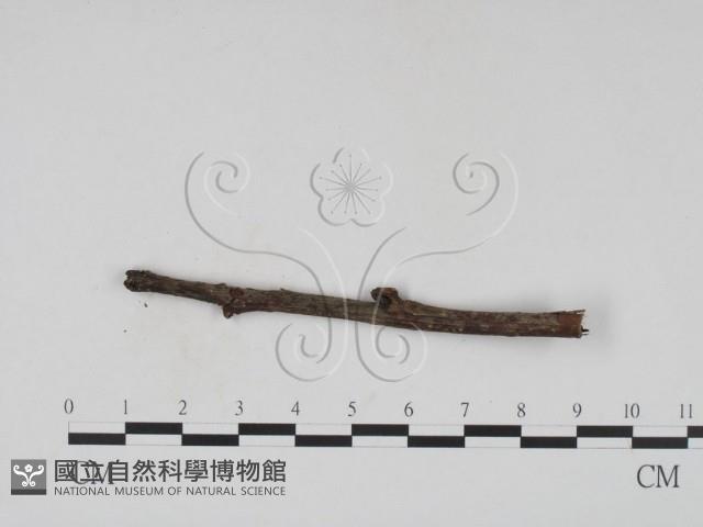 登錄號:F0011375藏品圖，第1張