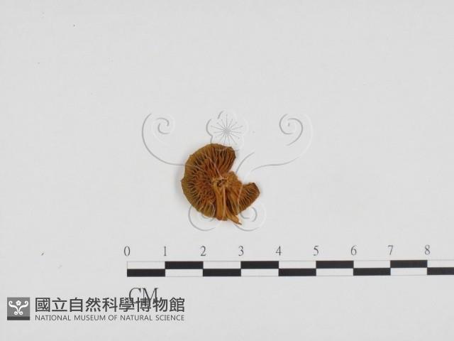 登錄號:F0024375藏品圖，第1張