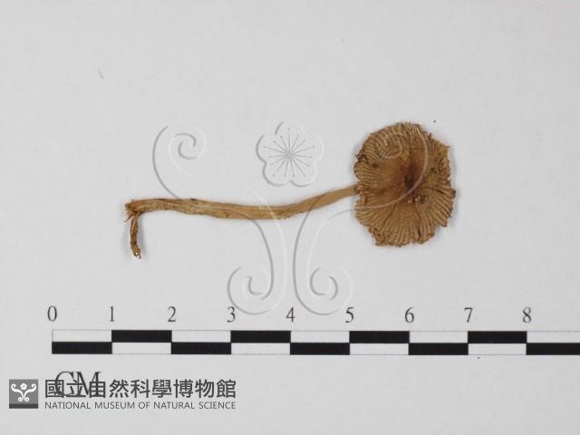 登錄號:F0004375藏品圖，第1張