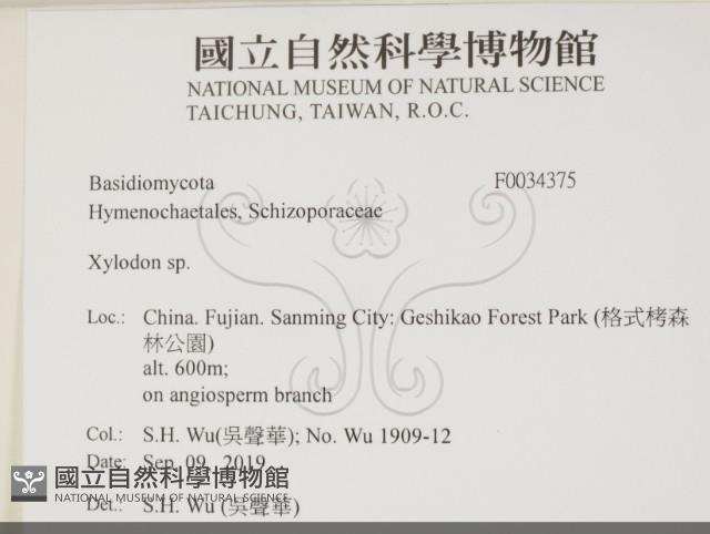 木齒菌屬藏品圖，第1張