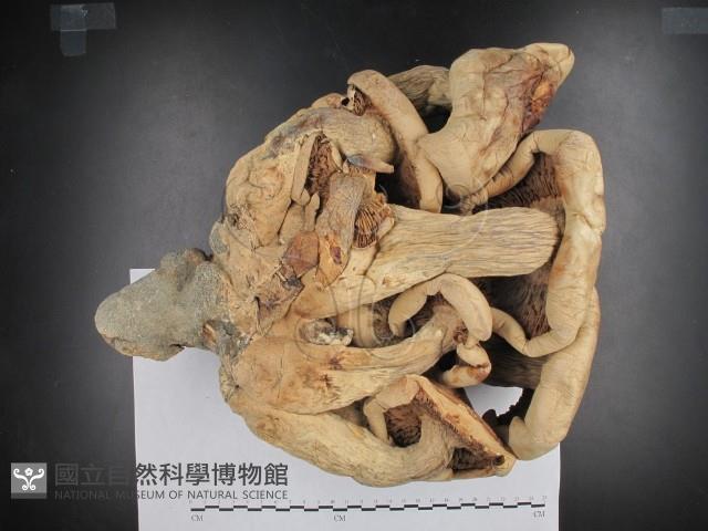 登錄號:F0002375藏品圖，第1張