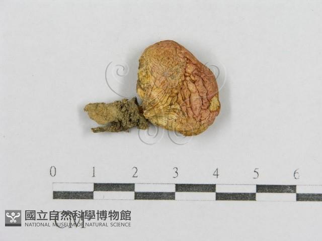 紅菇屬藏品圖，第1張