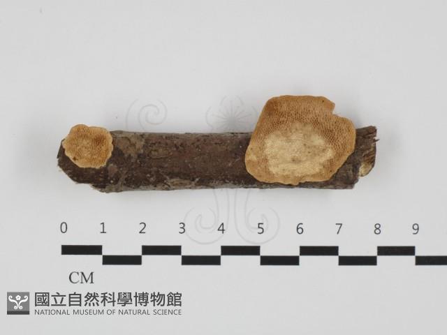 蜂窩菌屬藏品圖，第1張