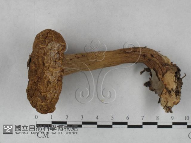 登錄號:F0027375藏品圖，第1張