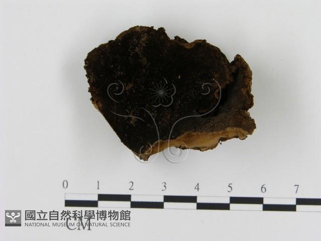 登錄號:F0017375藏品圖，第1張