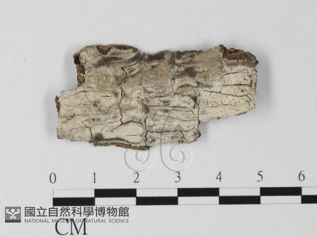 登錄號:F0025375藏品圖，第1張