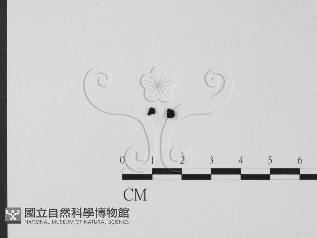 登錄號:F0005375藏品圖，第1張