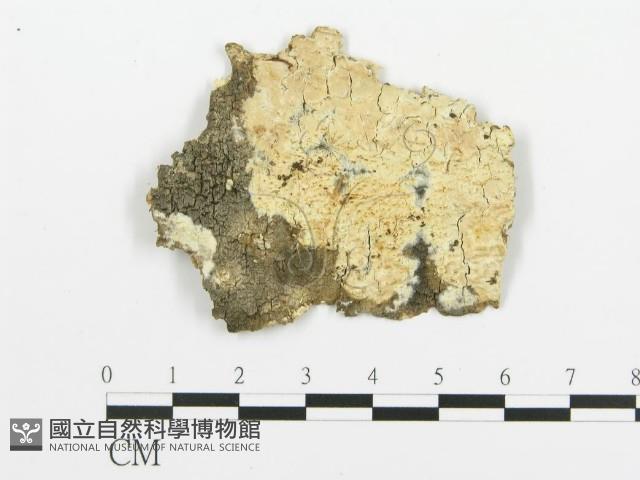 登錄號:F0015375藏品圖，第1張