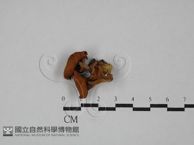登錄號:F0029375藏品圖，第1張