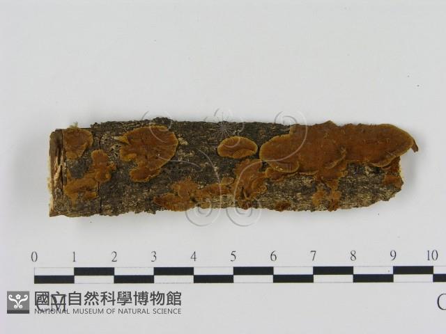 刺革菌屬藏品圖，第1張