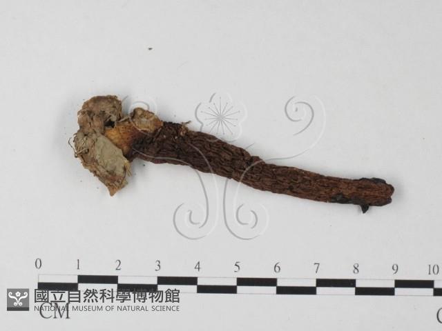 登錄號:F0023375藏品圖，第1張