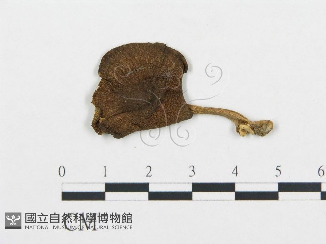 杯傘屬藏品圖，第1張