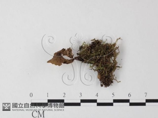 小菇屬藏品圖，第1張