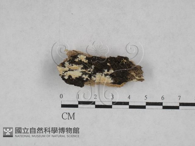登錄號:F0028269藏品圖，第1張