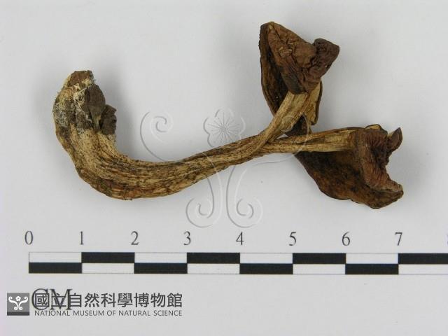 登錄號:F0020269藏品圖，第1張