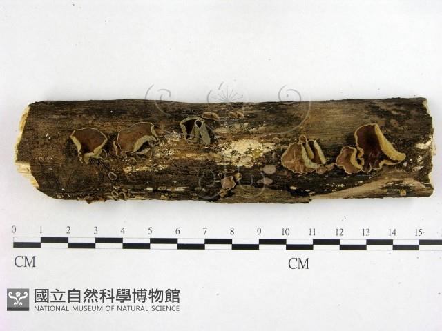 木耳屬藏品圖，第1張