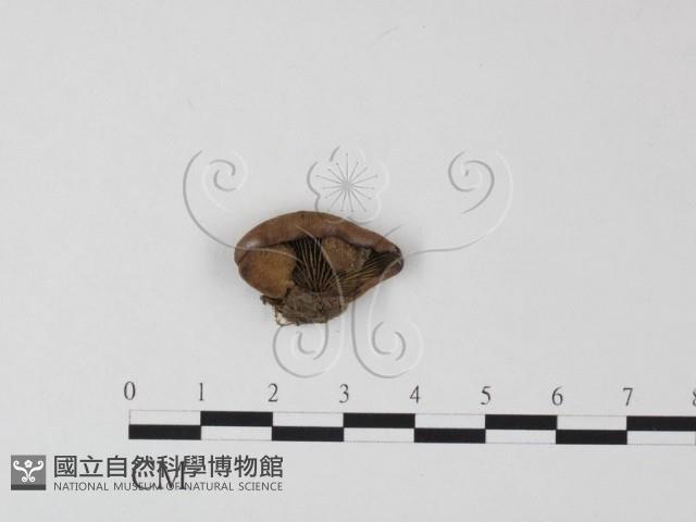 登錄號:F0010269藏品圖，第1張