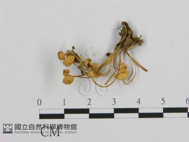 小菇屬藏品圖，第1張