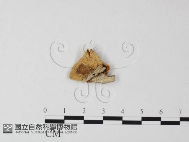 登錄號:F0011269藏品圖，第1張