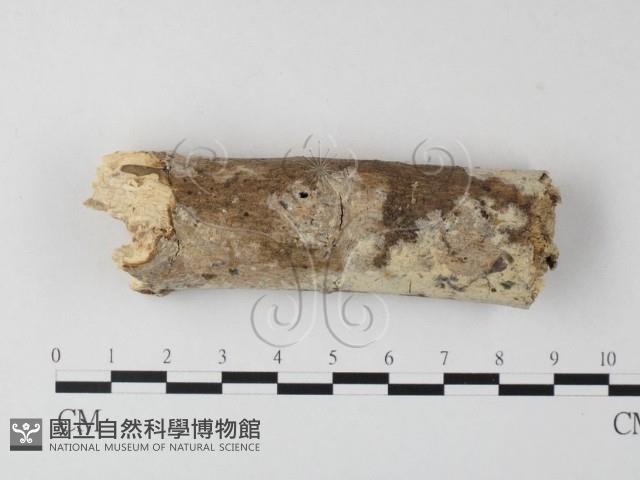 登錄號:F0004269藏品圖，第1張