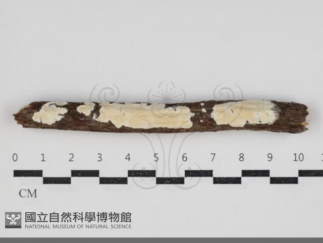 登錄號:F0034269藏品圖，第1張