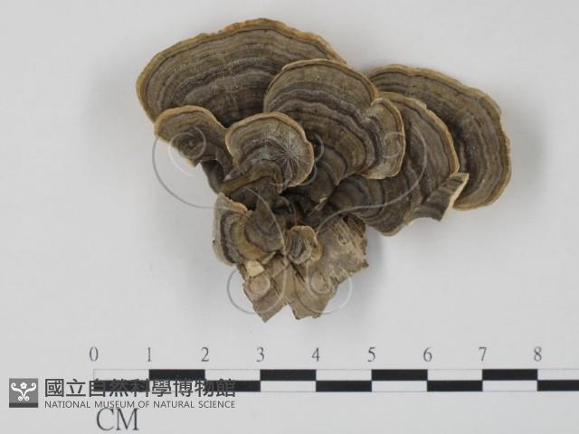 雲芝藏品圖，第1張