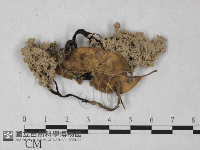 炭角菌屬藏品圖，第1張