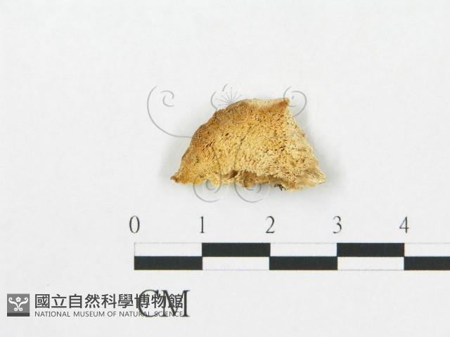 登錄號:F0007269藏品圖，第1張